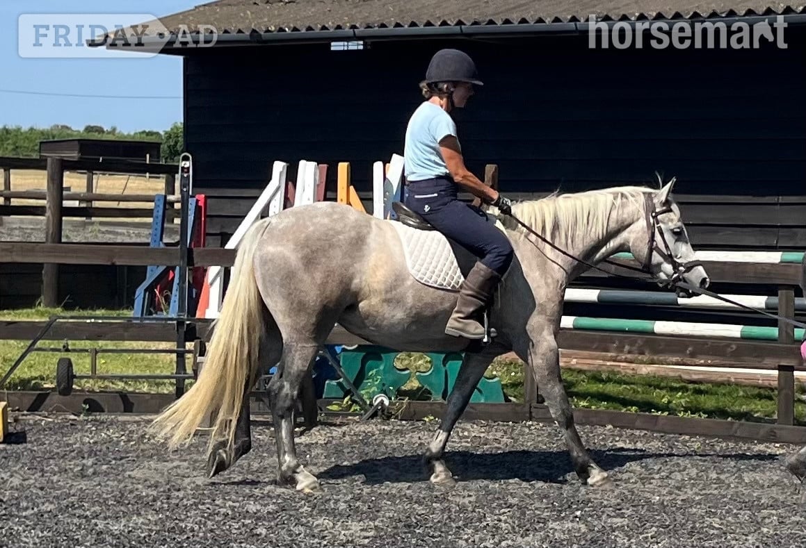 "Lowerwood bloom" Grey Mare All Rounder