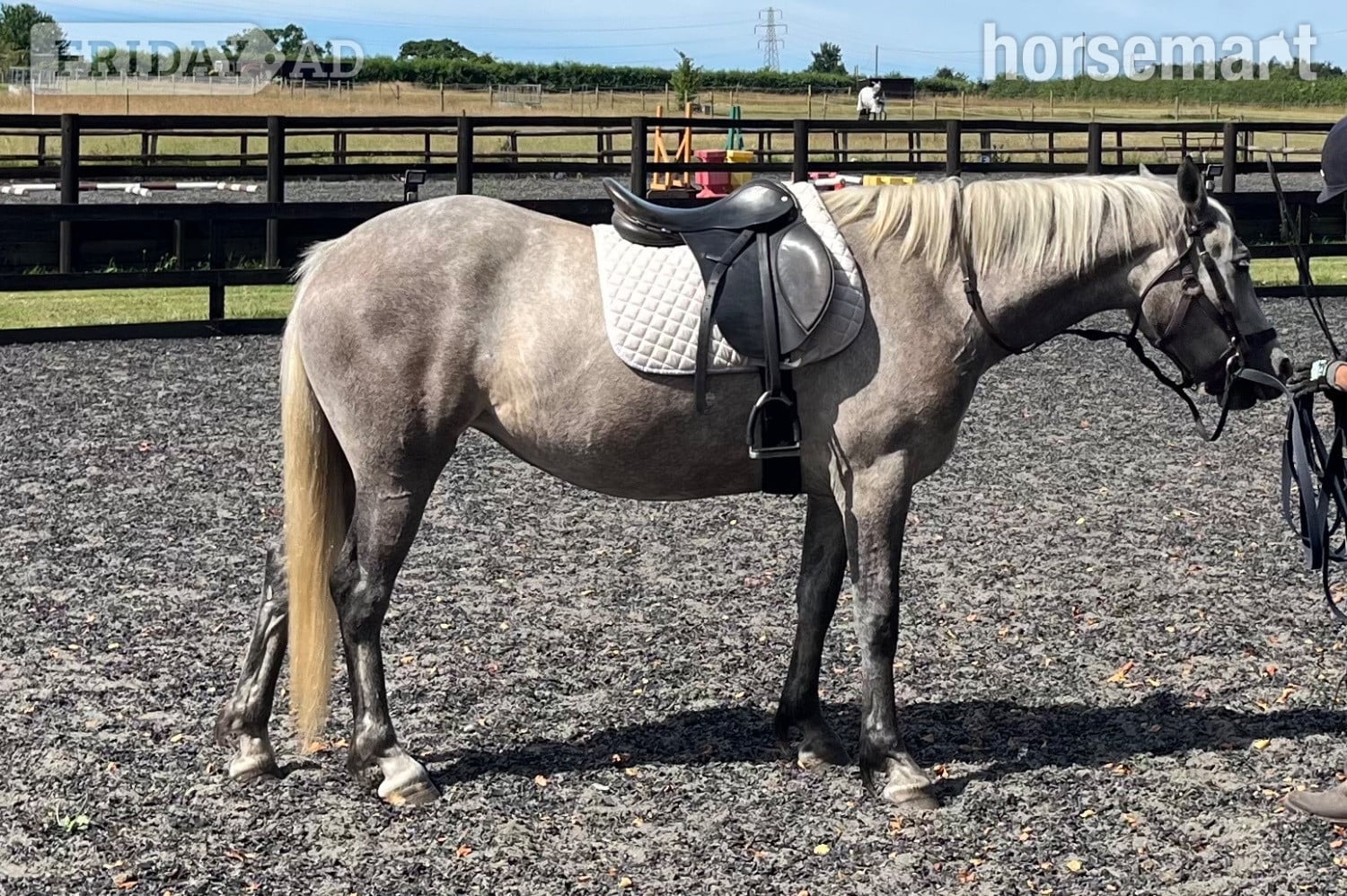 Canterbury "Lowerwood bloom" Grey Mare All Rounder