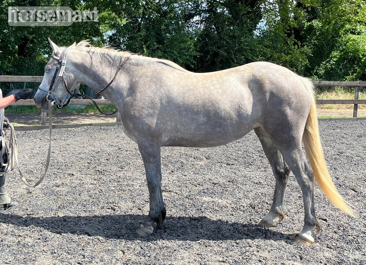 "Lowerwood bloom" Grey Mare All Rounder - Horses in Canterbury