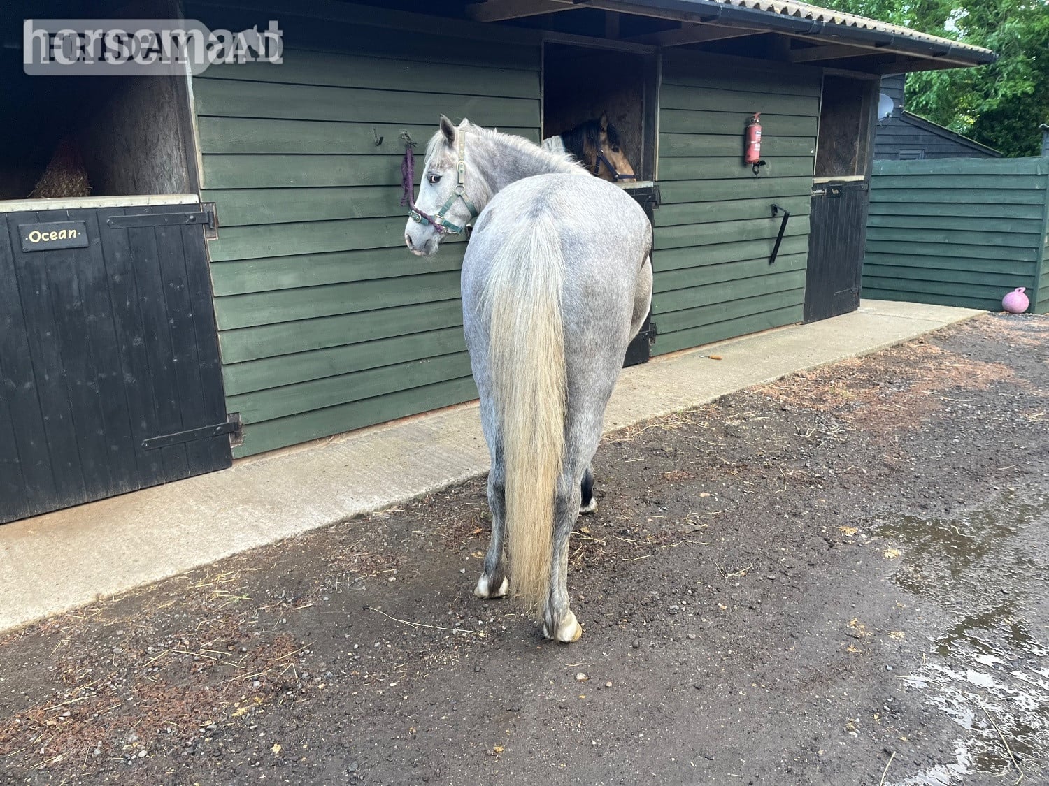 "Lowerwood bloom" Grey Mare All Rounder - Horses