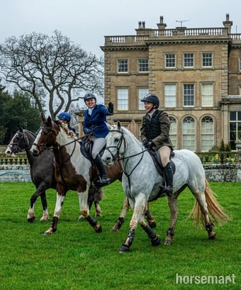"Kingsley" Grey Gelding All Rounder