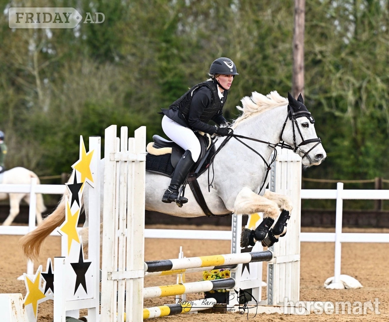 "Kingsley" Grey Gelding All Rounder