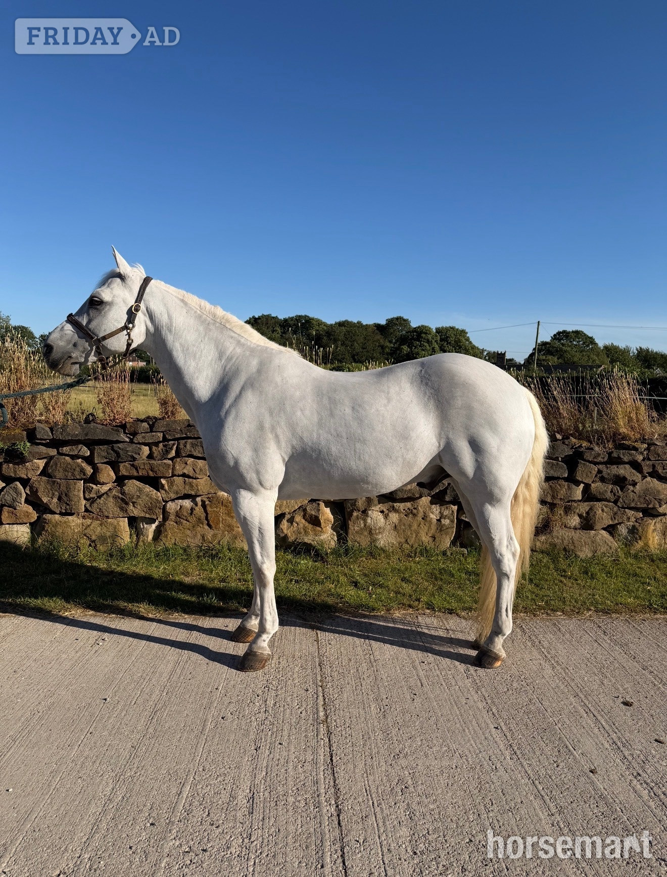 "Kingsley" Grey Gelding All Rounder - Horses