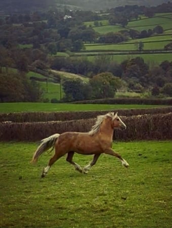 "Dyffryn Cothi Lleuad Mefis " Bay Filly Youngstock / Foal