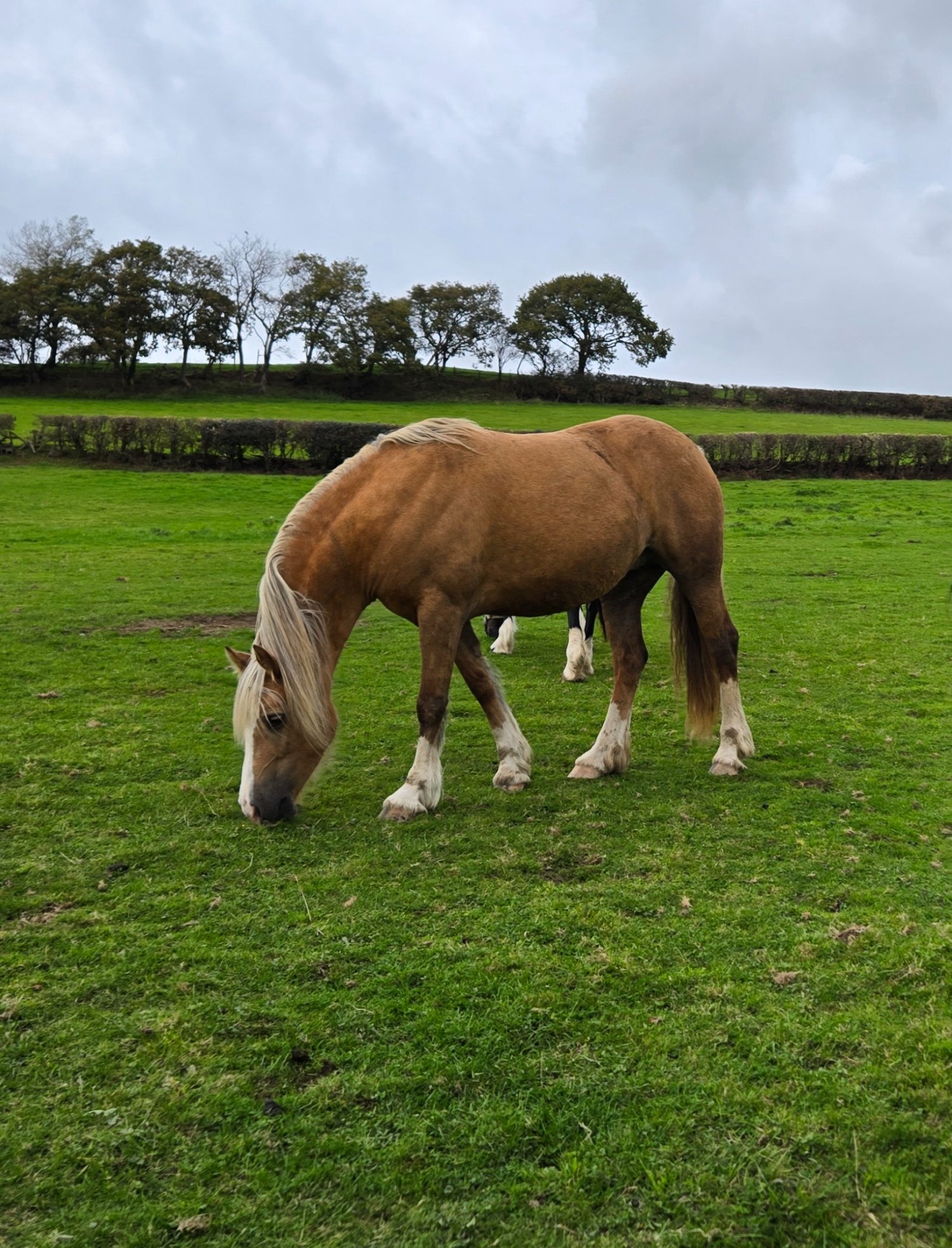 Carmarthen "Dyffryn Cothi Lleuad Mefis " Bay Filly Youngstock / Foal