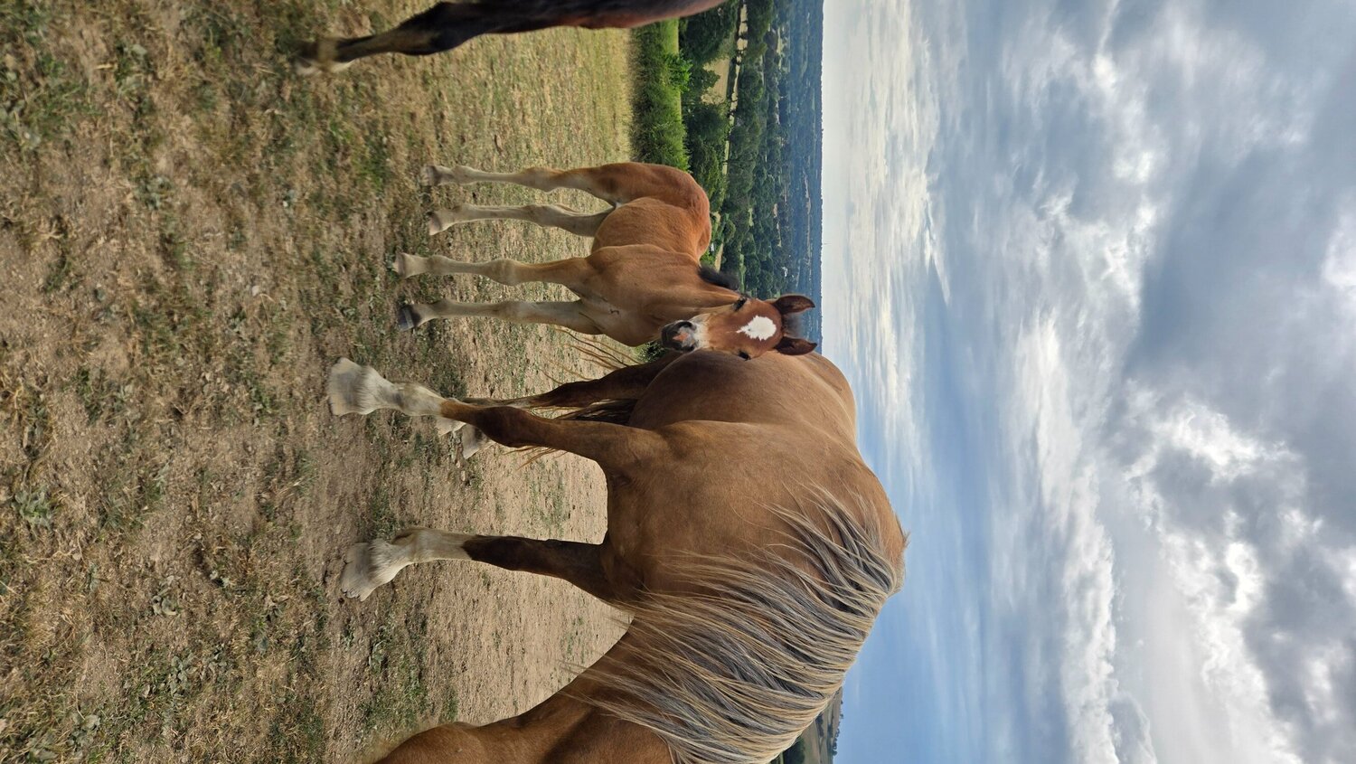 "Dyffryn Cothi Lleuad Mefis " Bay Filly Youngstock / Foal - Horses in Carmarthen