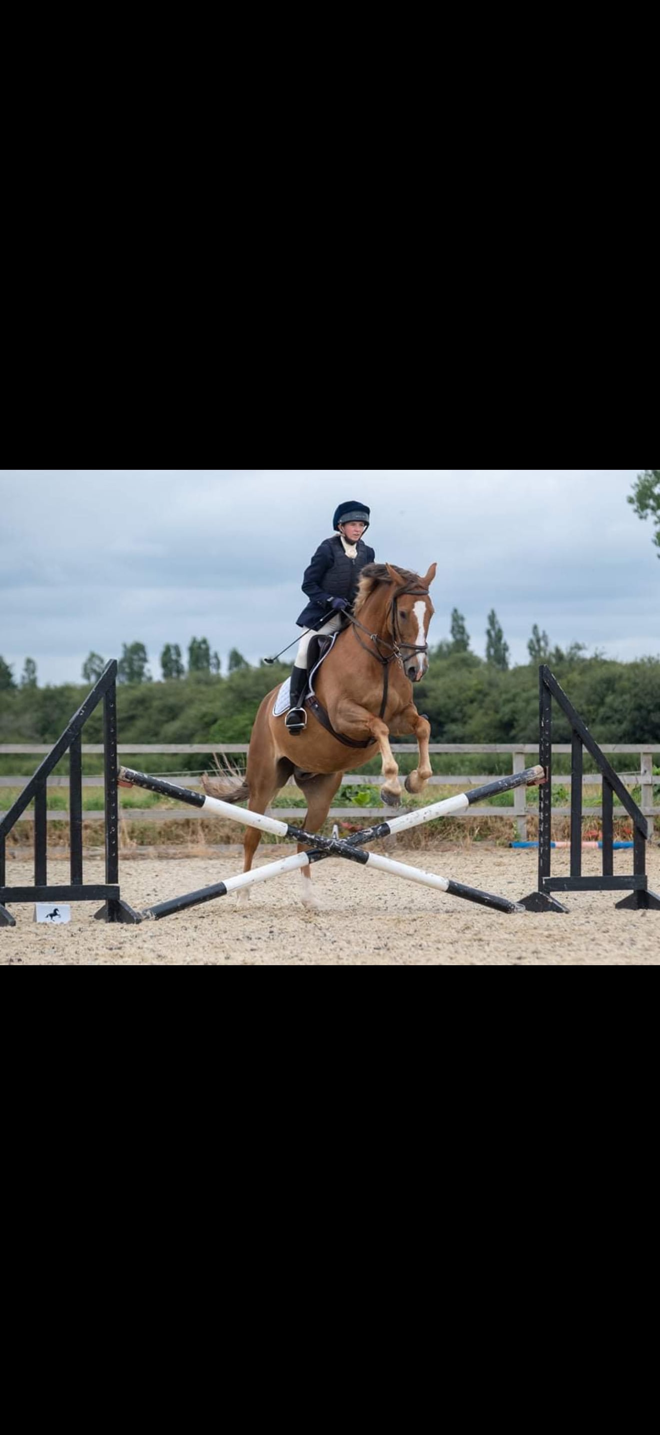 "Lambros" Chestnut Gelding All Rounder - Horses in Corsham