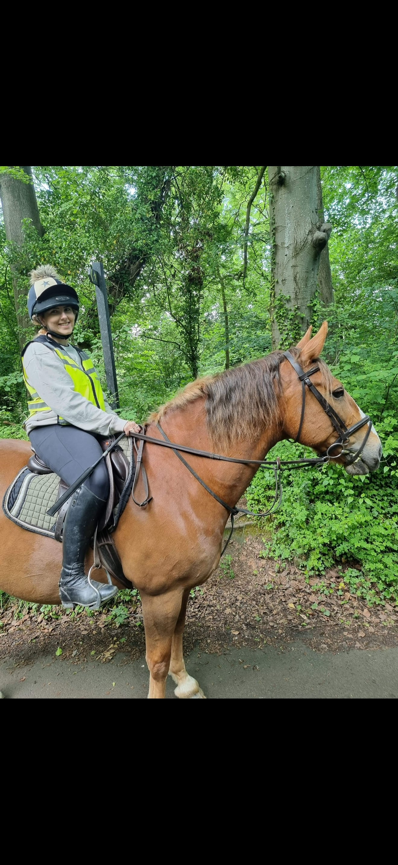 "Lambros" Chestnut Gelding All Rounder - Horses