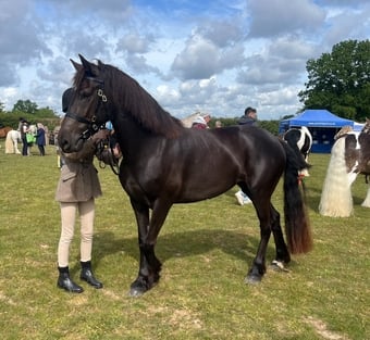 "Zeela" Black Mare Project Horse