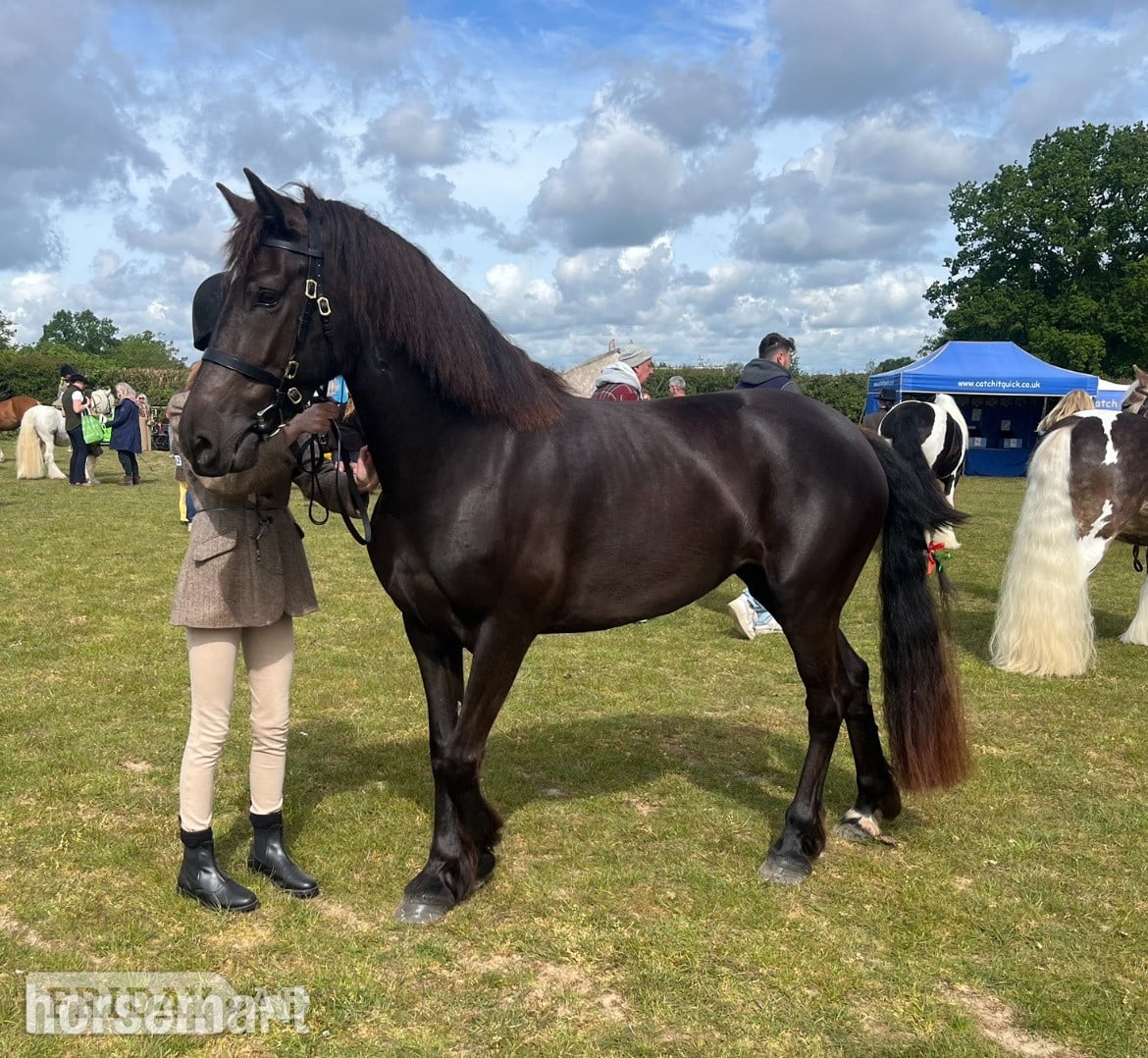 "Zeela" Black Mare Project Horse in Hemel Hempstead