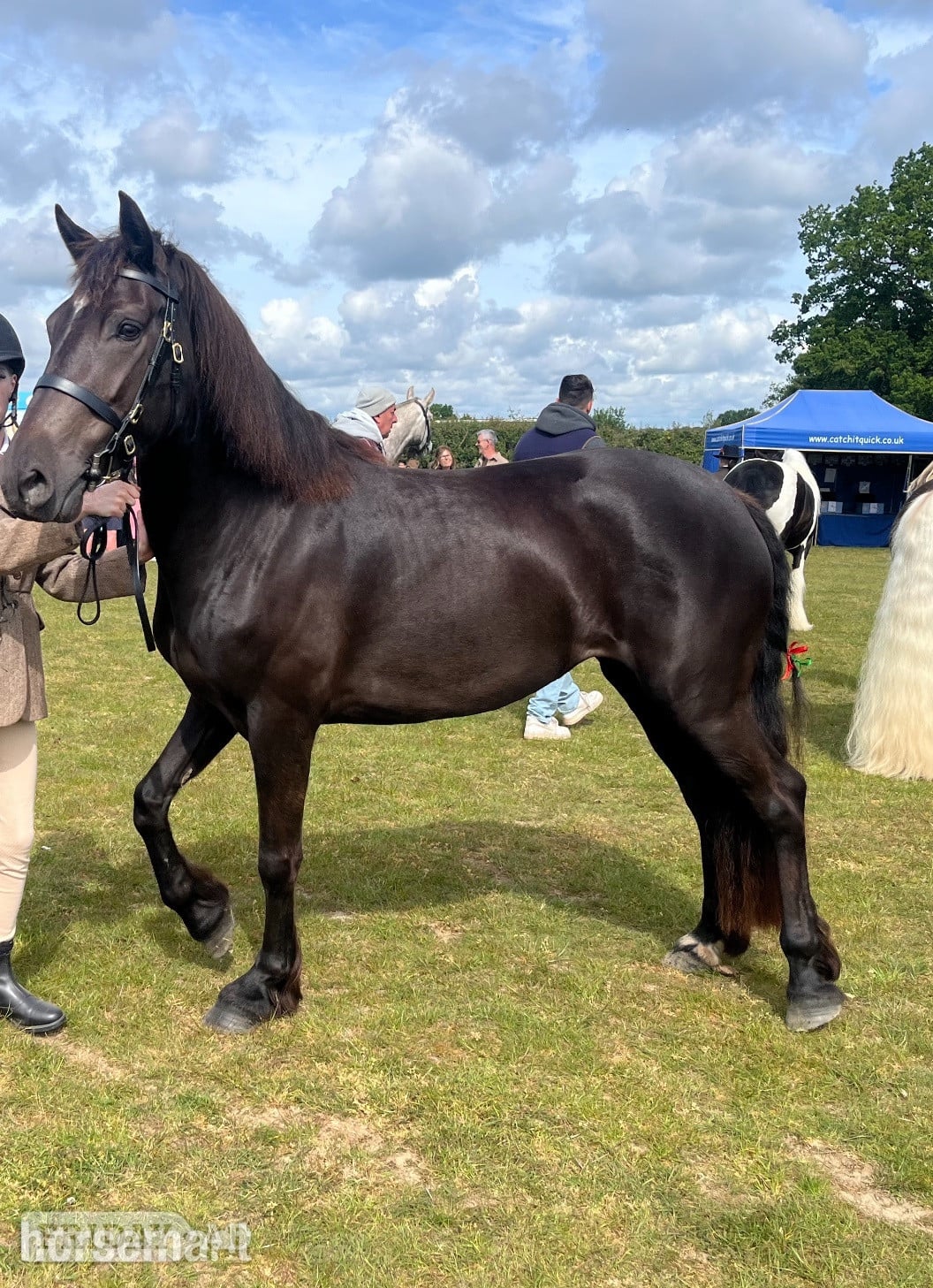 "Zeela" Black Mare Project Horse