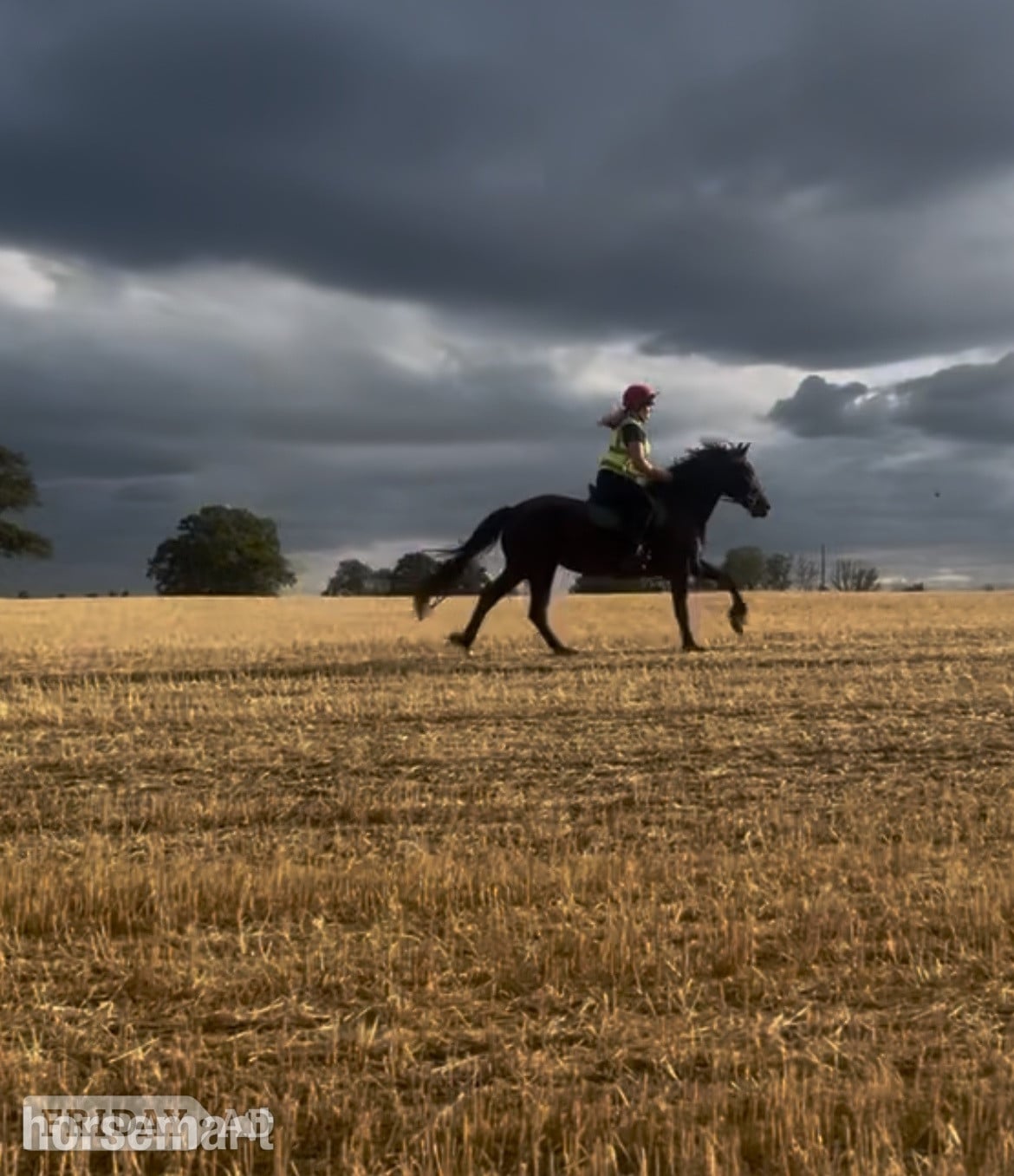 Hemel Hempstead "Zeela" Black Mare Project Horse