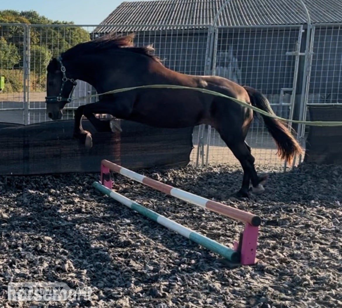 "Zeela" Black Mare Project Horse - Horses in Hemel Hempstead