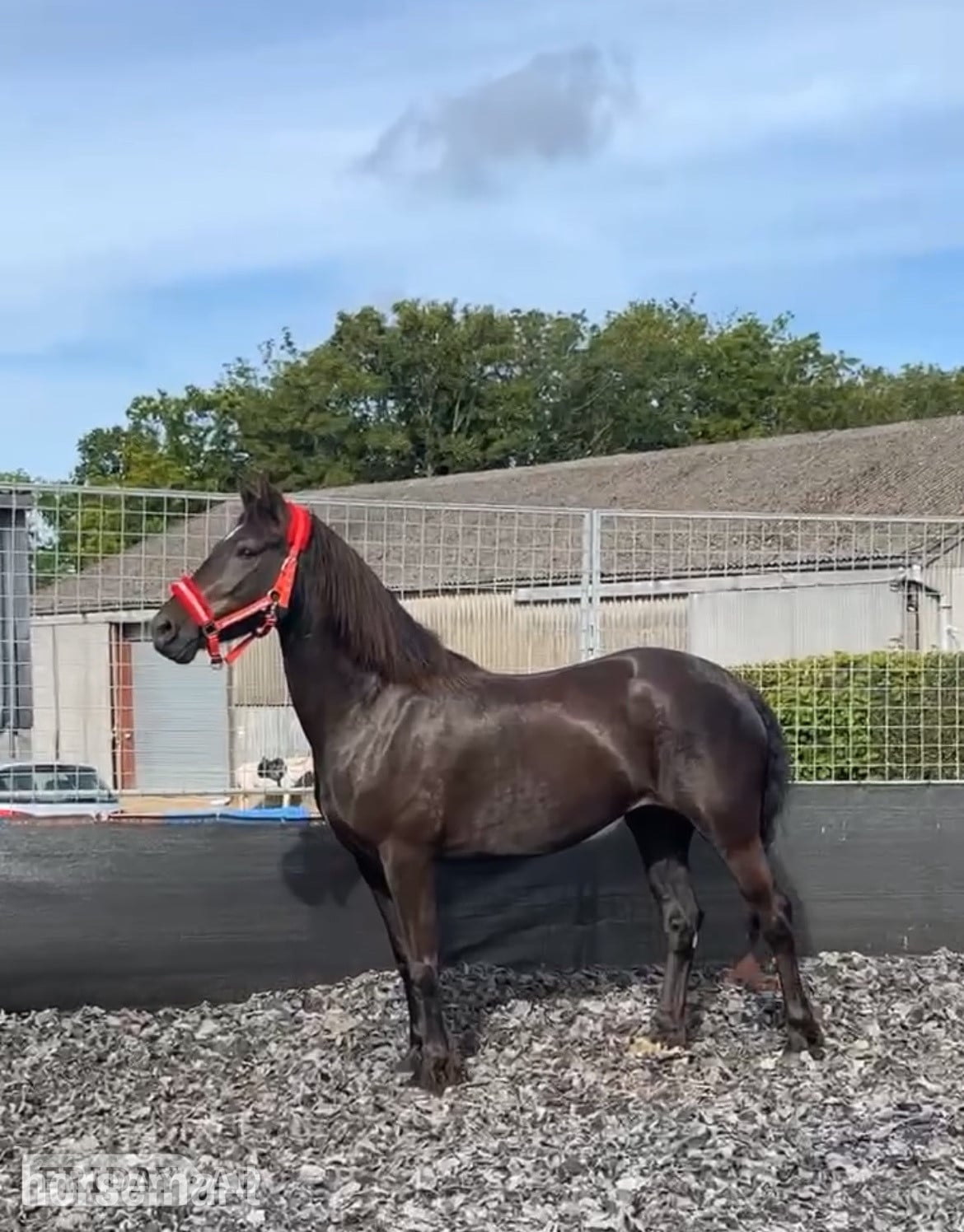"Zeela" Black Mare Project Horse - Horses