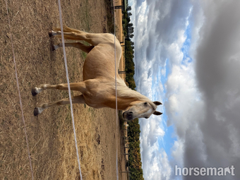 "Gorgeous Gucci " Palomino Colt Stallion