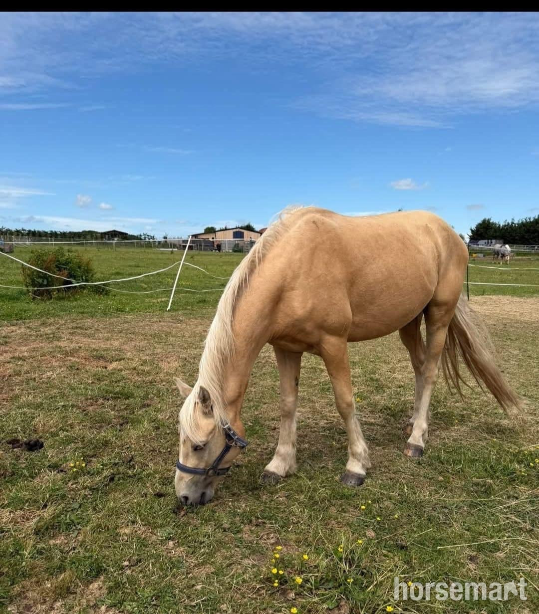 Wolverhampton "Gorgeous Gucci " Palomino Colt Stallion