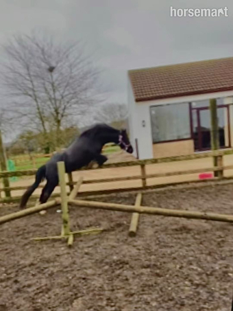 "Llafar Rock-Queen " Black Mare Mountain & Moorland Pony