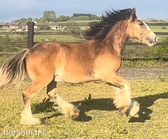 "Traditional" Bay Colt Cob/Heavy Horse