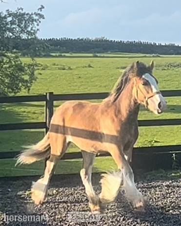 Leeds "Traditional" Bay Colt Cob/Heavy Horse