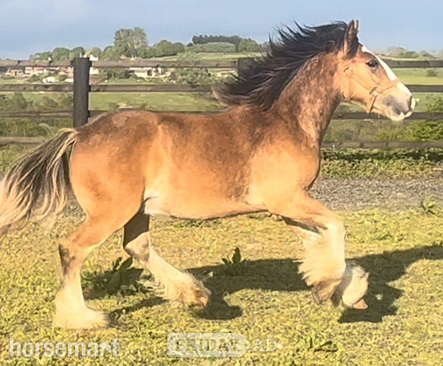 "Traditional" Bay Colt Cob/Heavy Horse in Leeds
