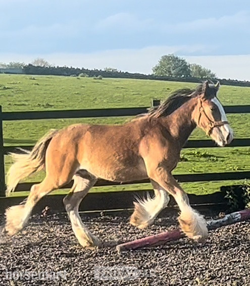 "Traditional" Bay Colt Cob/Heavy Horse - Horses in Leeds