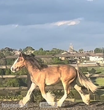 "Traditional" Bay Colt Cob/Heavy Horse