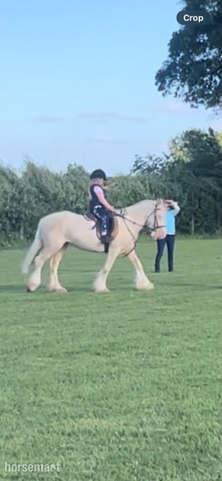 "Baby Blue Eyes" Cremello Mare Driving Horse