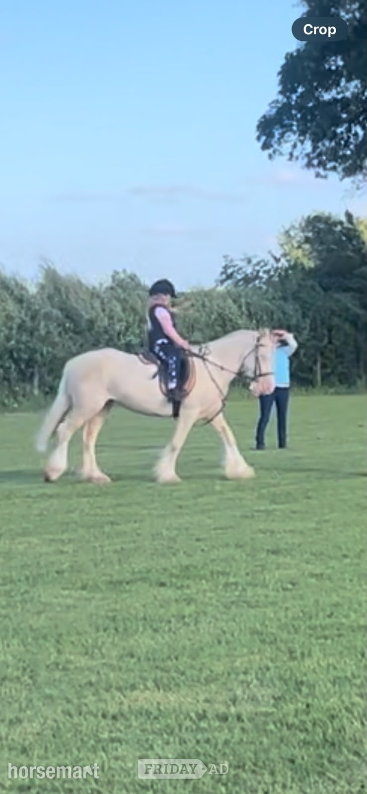 "Baby Blue Eyes" Cremello Mare Driving Horse in Beverley