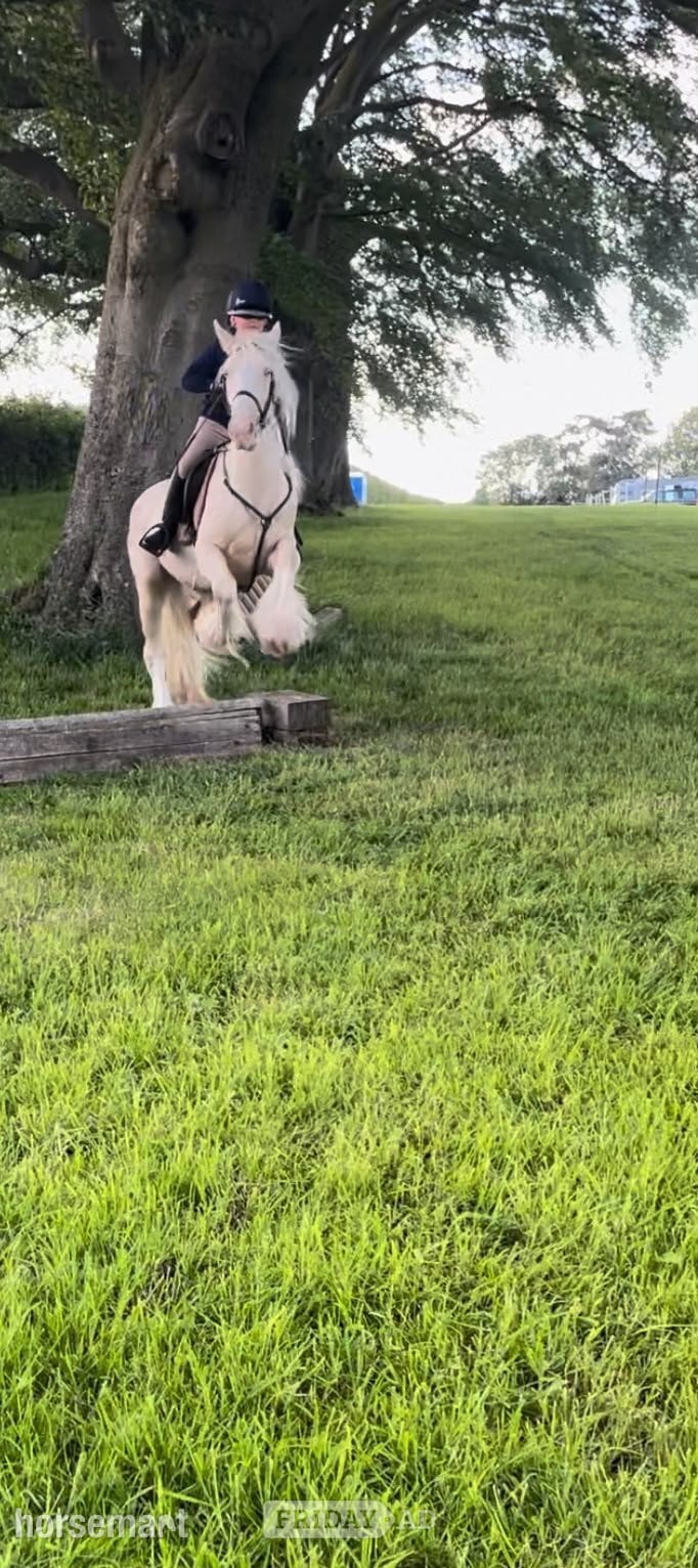 "Baby Blue Eyes" Cremello Mare Driving Horse