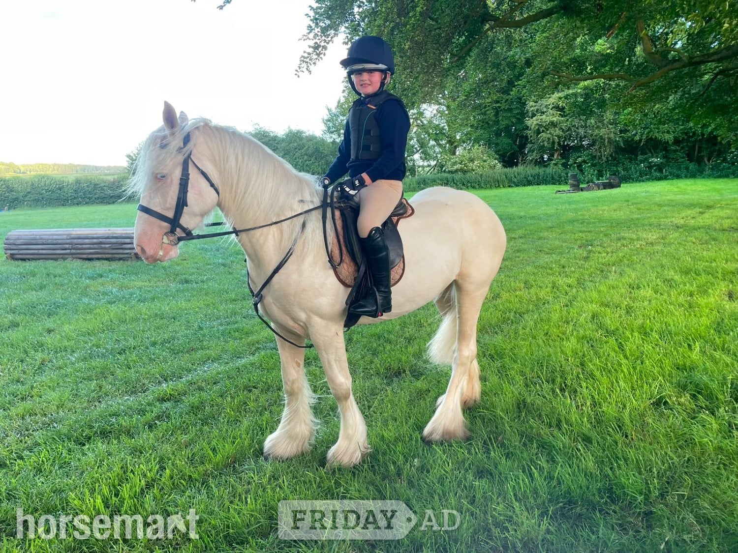 Beverley "Baby Blue Eyes" Cremello Mare Driving Horse