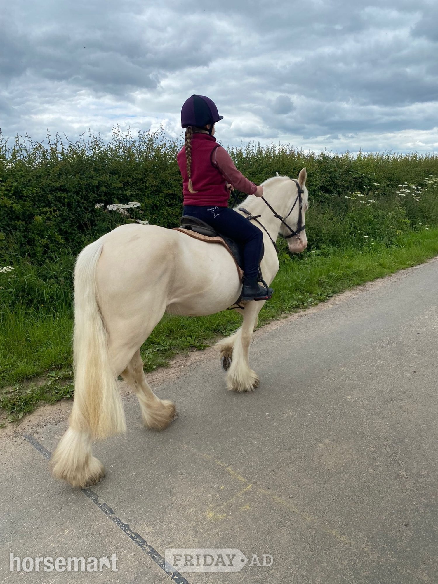 "Baby Blue Eyes" Cremello Mare Driving Horse - Horses in Beverley