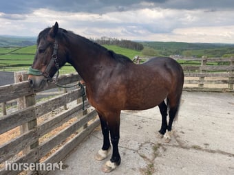 "Gerwyre Ianto Lwcus" Dark Bay Gelding Cob/Heavy Horse
