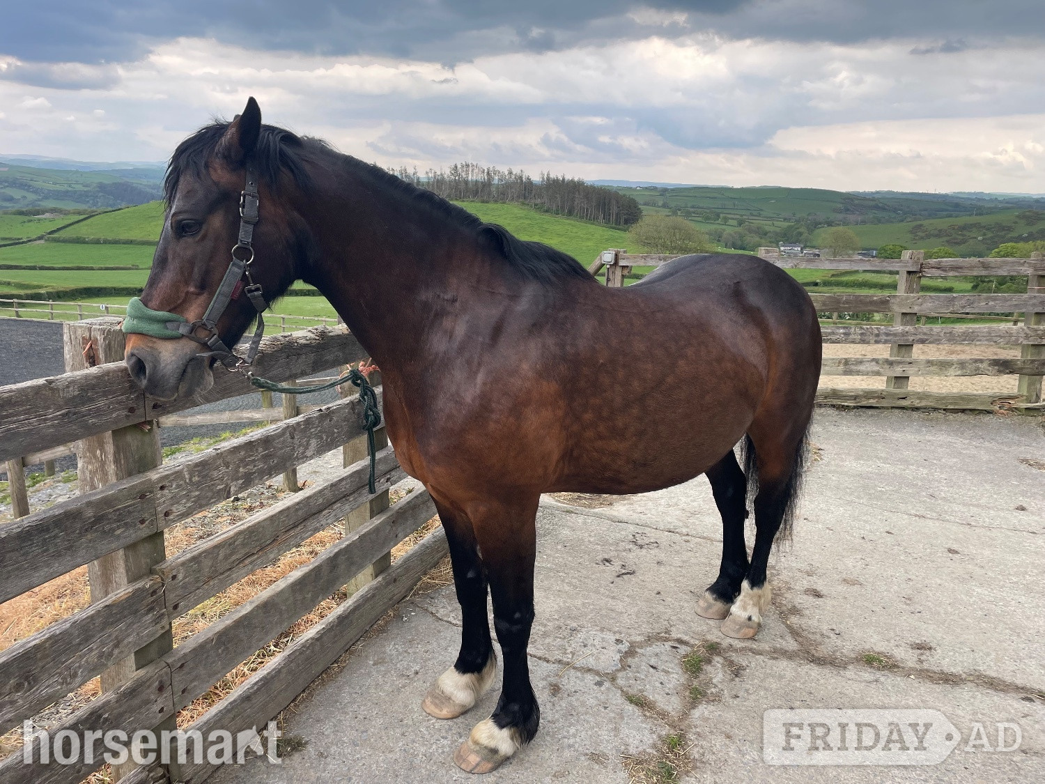 "Gerwyre Ianto Lwcus" Dark Bay Gelding Cob/Heavy Horse in Newnhams