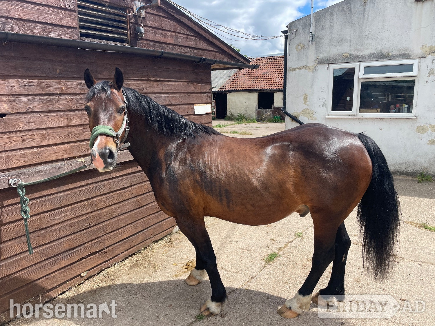 "Gerwyre Ianto Lwcus" Dark Bay Gelding Cob/Heavy Horse