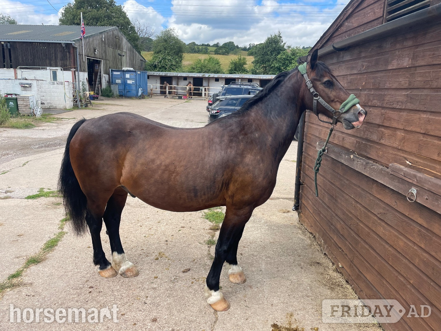 Newnhams "Gerwyre Ianto Lwcus" Dark Bay Gelding Cob/Heavy Horse