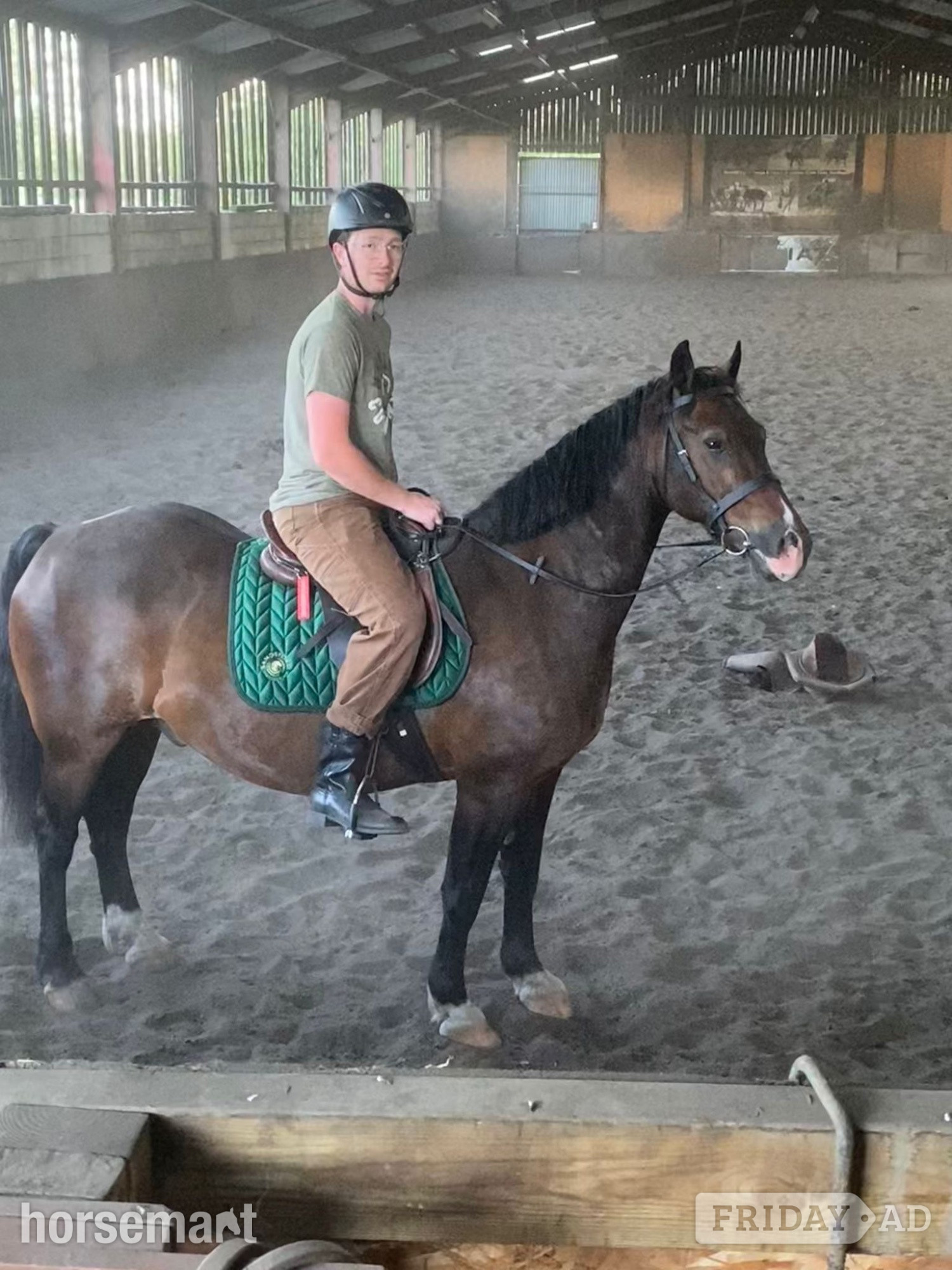 "Gerwyre Ianto Lwcus" Dark Bay Gelding Cob/Heavy Horse - Horses in Newnhams