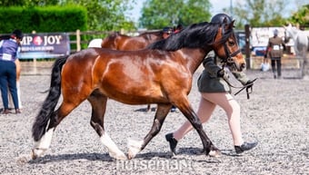 "Harry" Dark Bay Gelding All Rounder