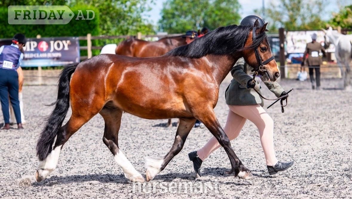 "Harry" Dark Bay Gelding All Rounder in Whittlesey