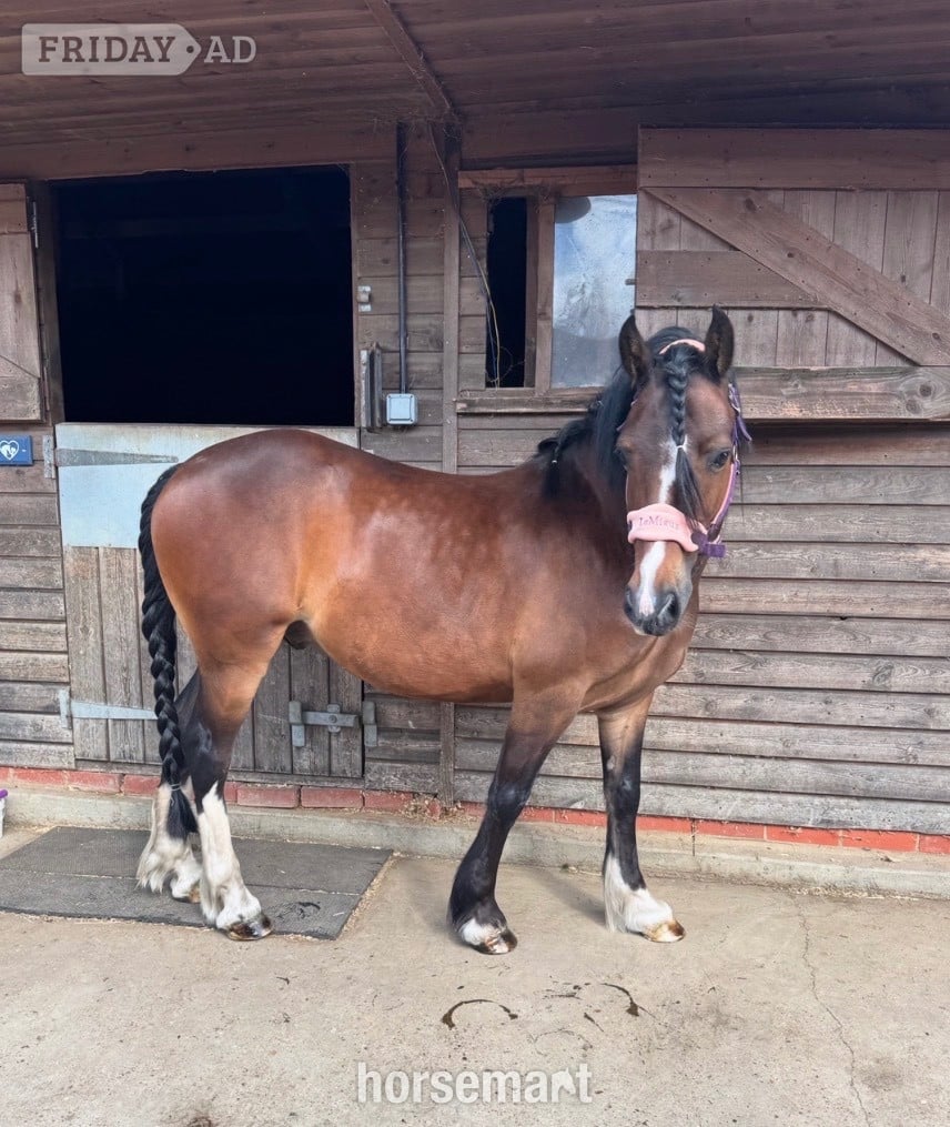 "Harry" Dark Bay Gelding All Rounder