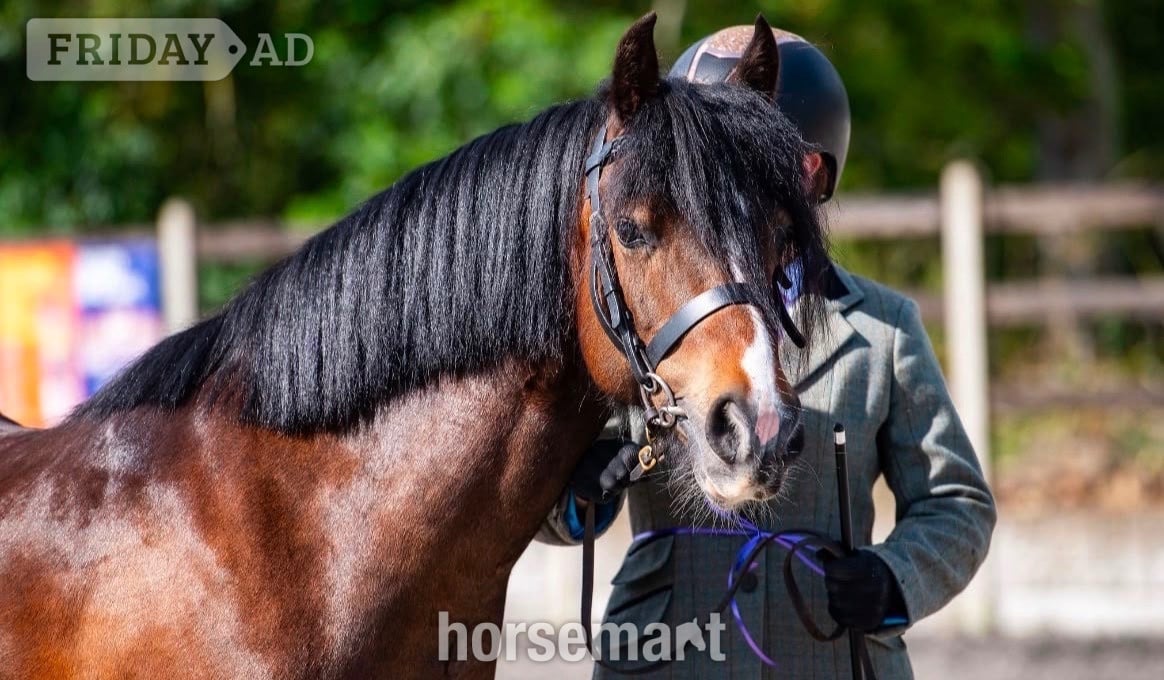 Whittlesey "Harry" Dark Bay Gelding All Rounder