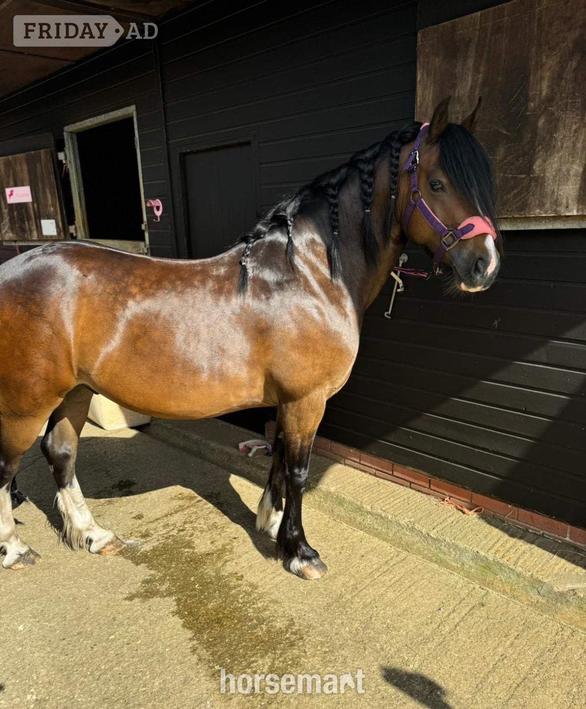 "Harry" Dark Bay Gelding All Rounder - Horses in Whittlesey