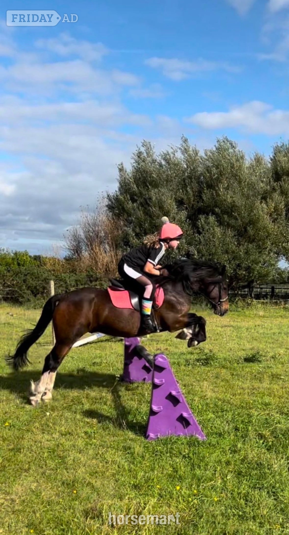 "Harry" Dark Bay Gelding All Rounder - Horses
