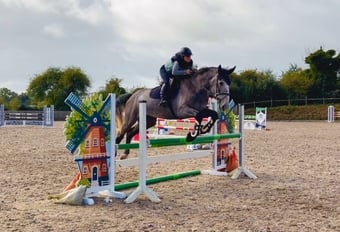 "Duke: rare find! versatile, talented, ultra quiet and honest dreamhorse " Roan Gelding All Rounder