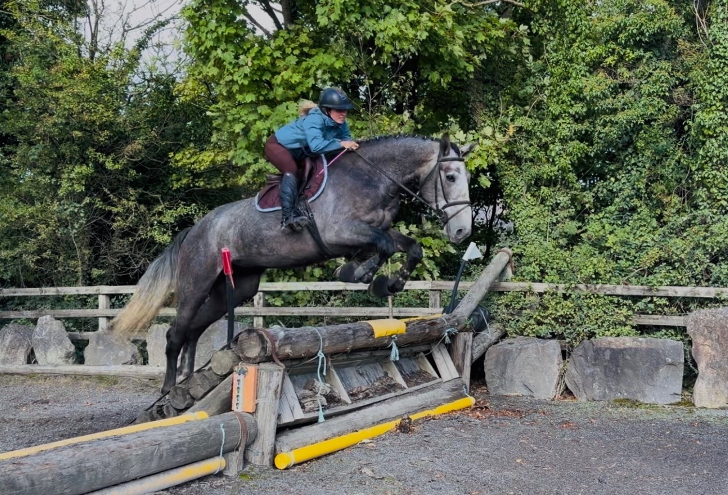 "Duke: rare find! versatile, talented, ultra quiet and honest dreamhorse " Roan Gelding All Rounder