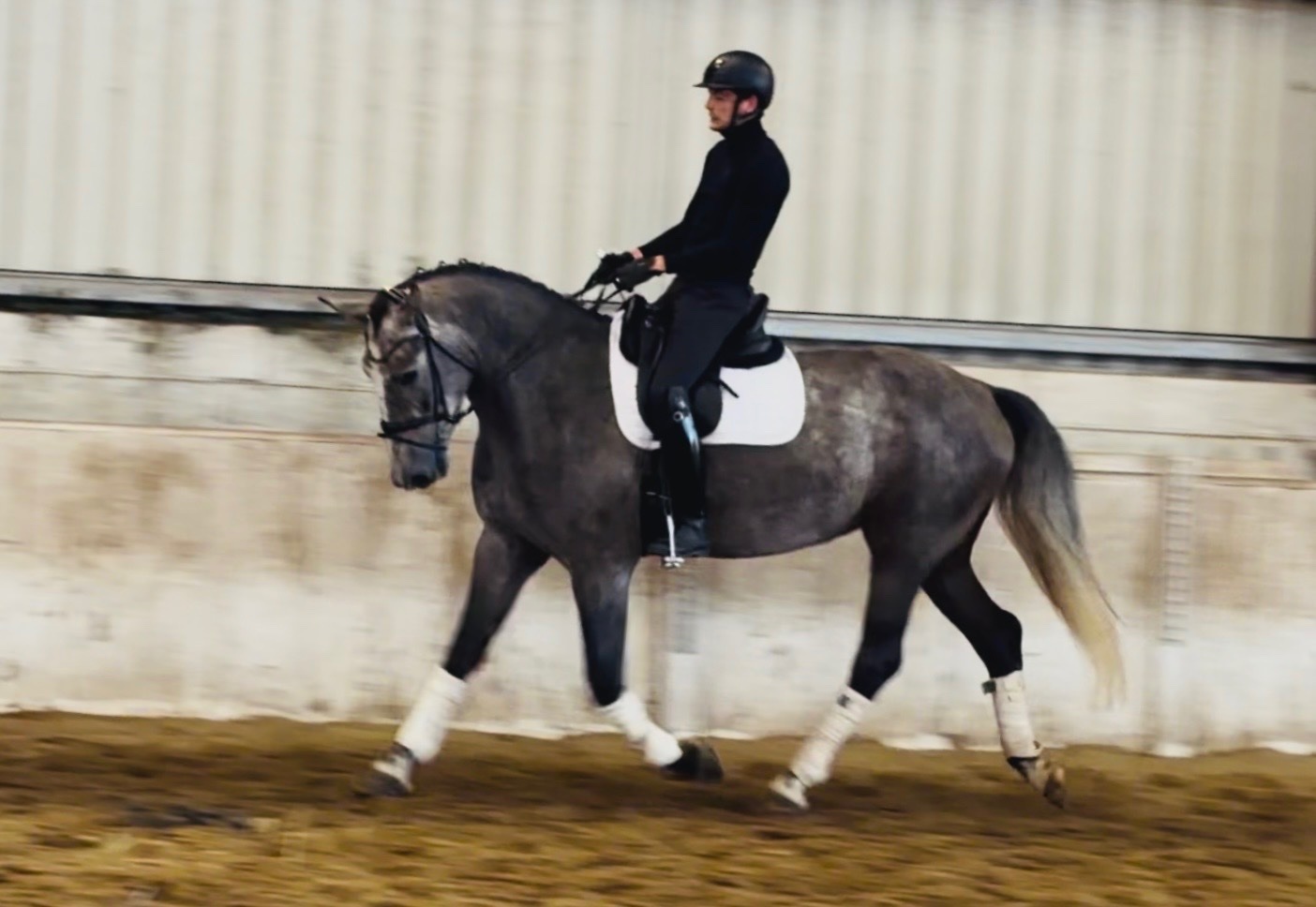"Duke: rare find! versatile, talented, ultra quiet and honest dreamhorse " Roan Gelding All Rounder - Horses in Raheen