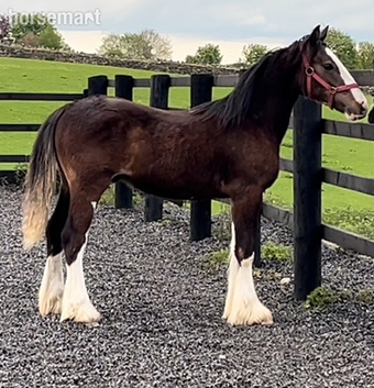 "Clydesdale x Cob" Bay Colt Showing Horse