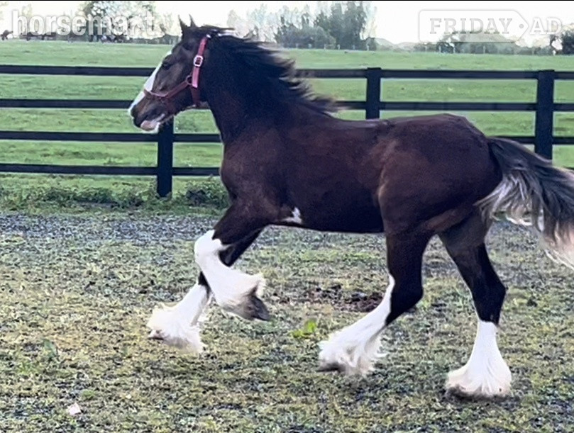 "Clydesdale x Cob" Bay Colt Showing Horse - Horses in Leeds