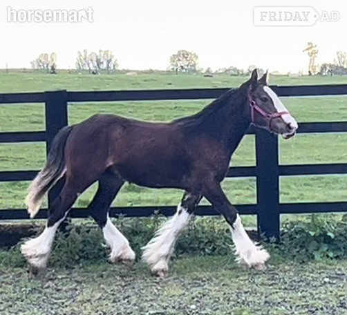 Leeds "Clydesdale x Cob" Bay Colt Showing Horse