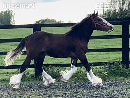 "Clydesdale x Cob" Bay Colt Showing Horse
