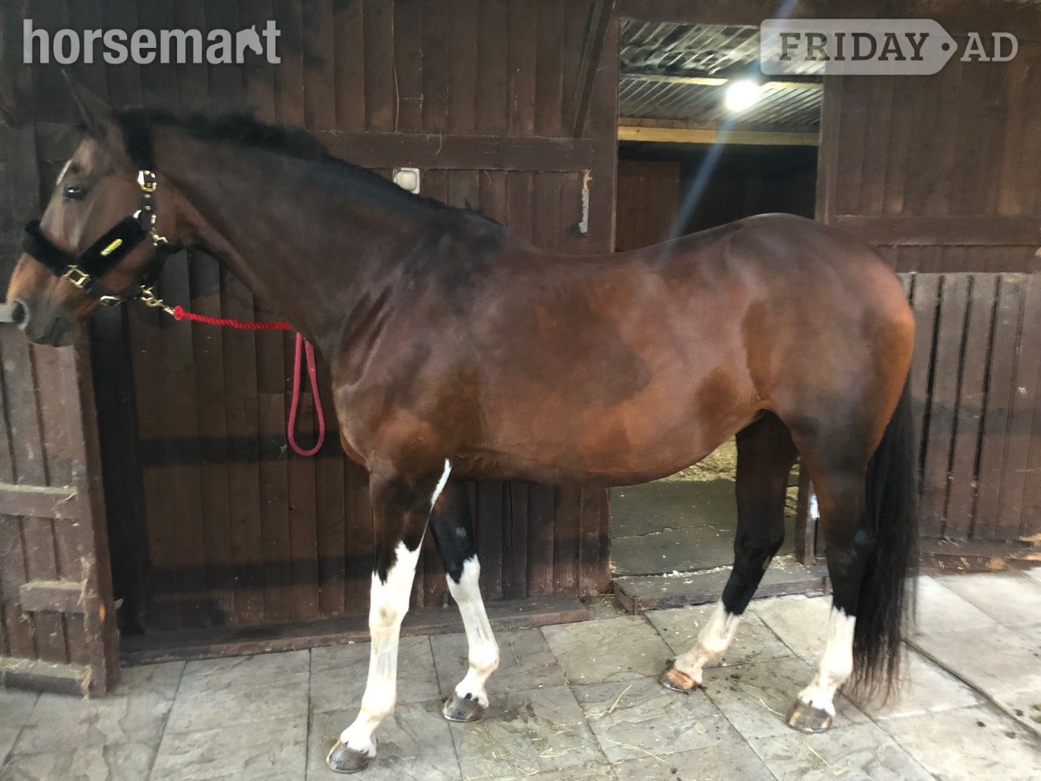 "Coco" Bay Mare Happy Hacker in Sandbach